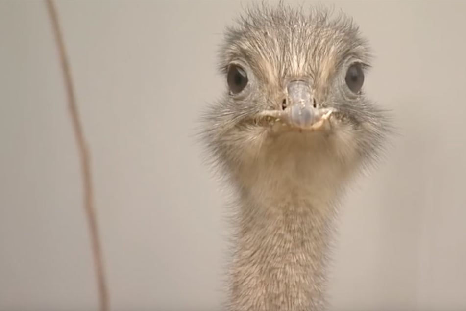 Der Darwin-Nandu ist die kleinere der beiden Nandu-Arten.