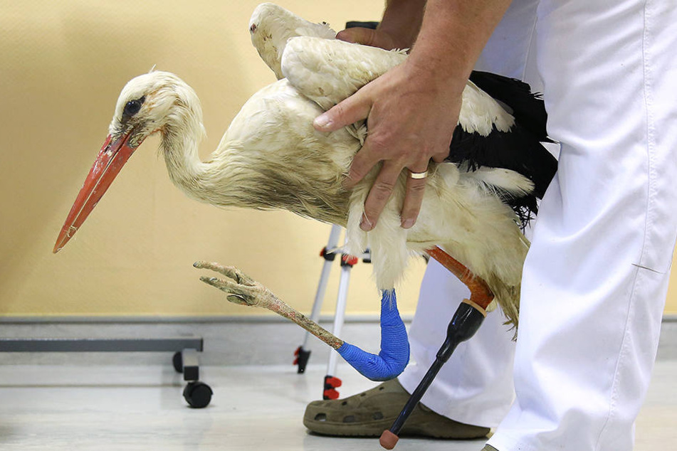 Prothesen-Storch Mathilda ist tot.