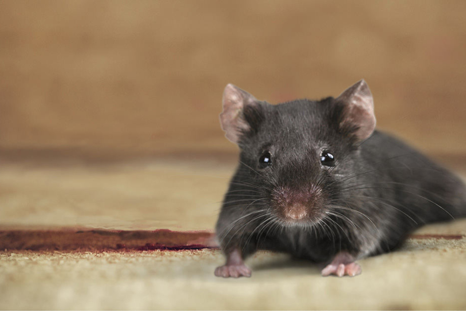 Eine Ratte bringt immer Unruhe in Wohnungen.