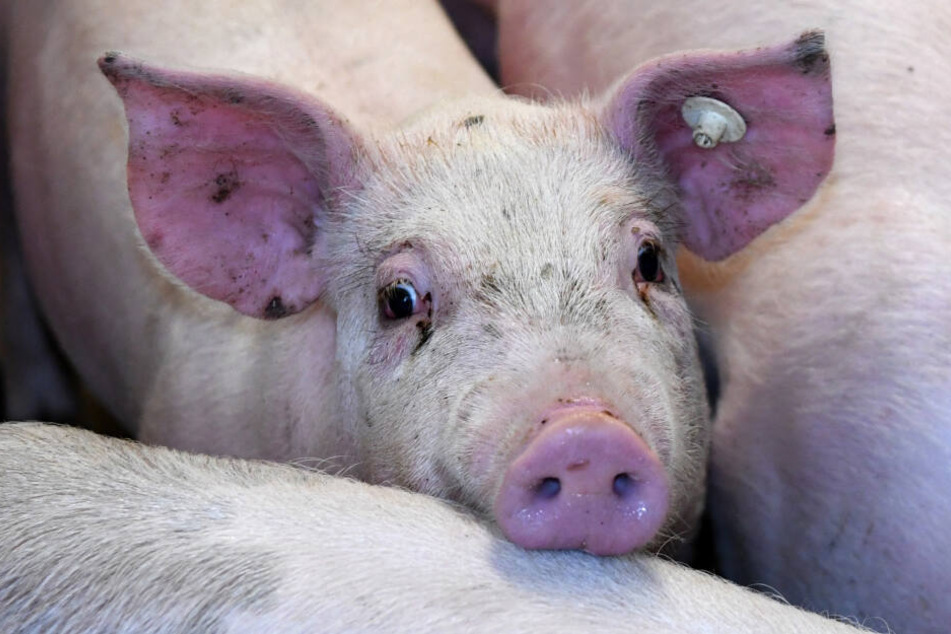 Die Haut eines Schweins war zusammengenäht und dann in Eisenach aufgehängt worden. (Symbolbild)