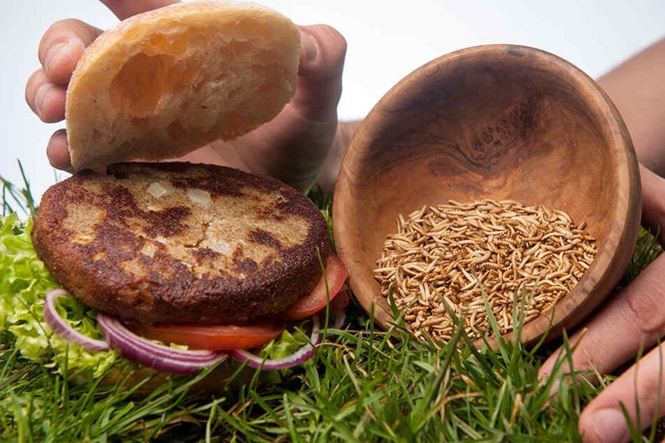 Das Burgerfleisch besteht zu rund fünfzig Prozent aus Buffalo-Würmern (Getreideschimmelkäferlarven).