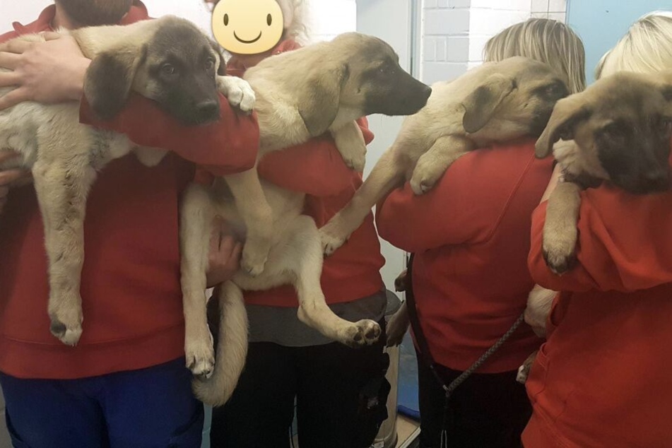 Die Welpen werden nun von einem Tierarzt auf Krankheiten untersucht.