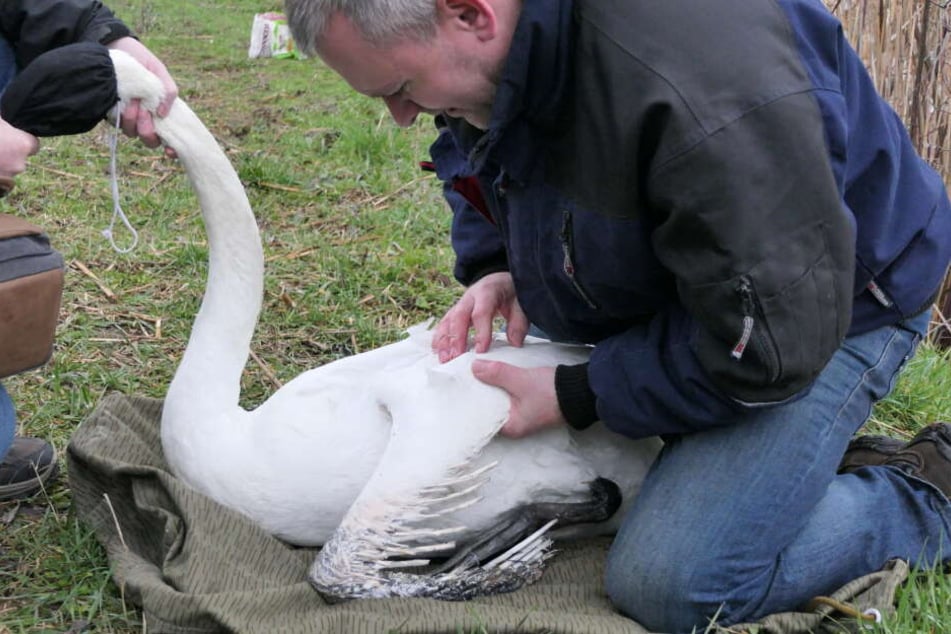 Der ehrenamtliche Tierschützer Karsten Peterlein untersuchte "Swanhilde" noch vor Ort, brachte sie dann in eine Leipigzer Klinik.