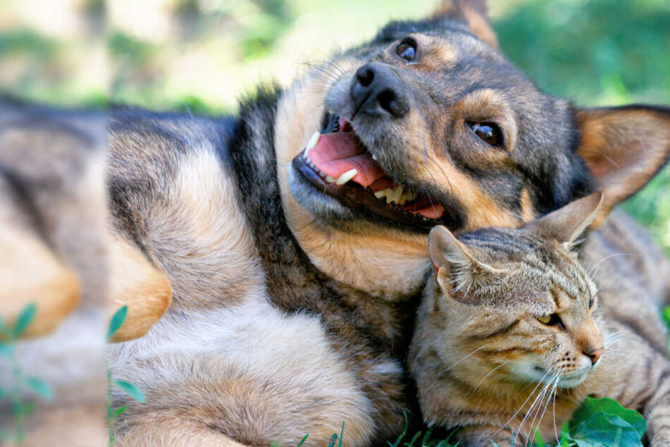 Hunde Und Katzen In Gefahr Dieser Tödliche Virus Wurde In
