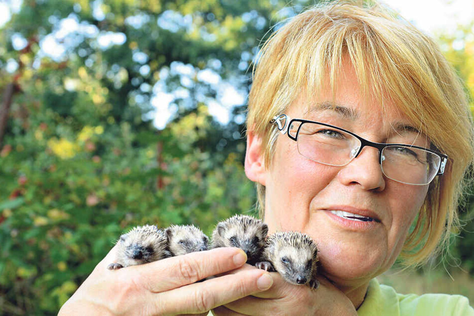 Ein Herz für kleine Stachler: Cornelia Schicke (53) kümmert sich um hilflose Igel.
