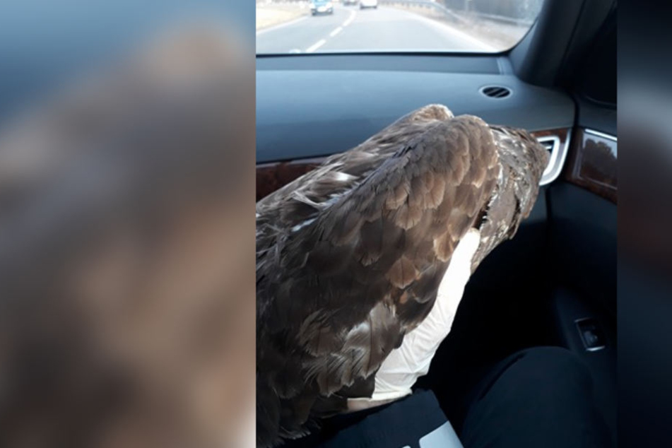 Der Mäusebussard am Montag im Streifenwagen.