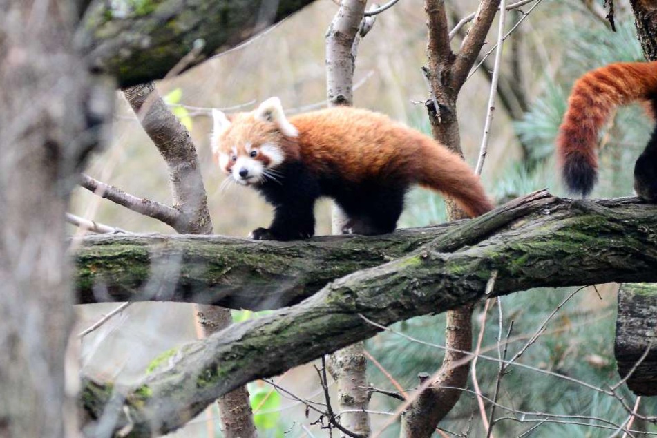 Eines der drei Pandababys im Dresdner Zoo.