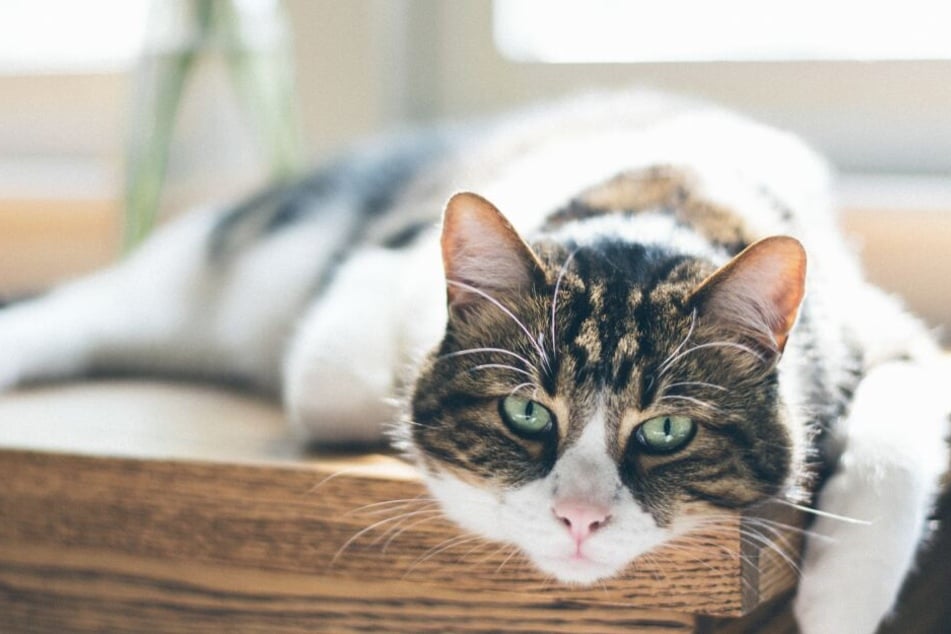 Wenig Bewegung und falsche Ernährung führen zu Übergewicht bei Katzen.
