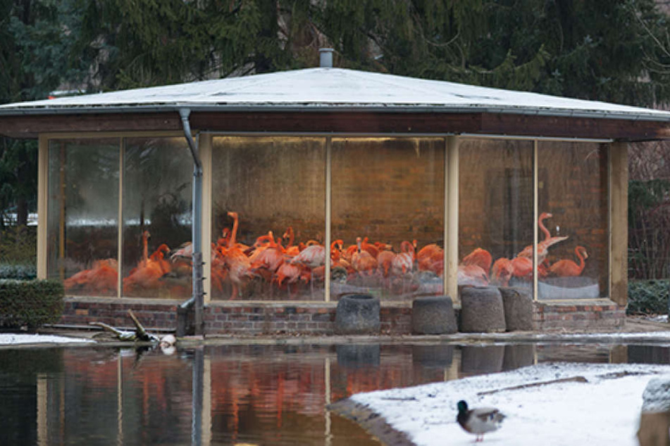 Das Eingesperrtsein stresst nicht nur die Flamingos.