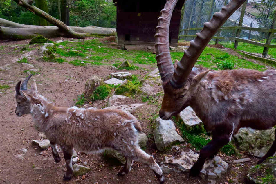 Der Tierpark Olderdissen würde sich über die zusätzliche Fläche sehr freuen.