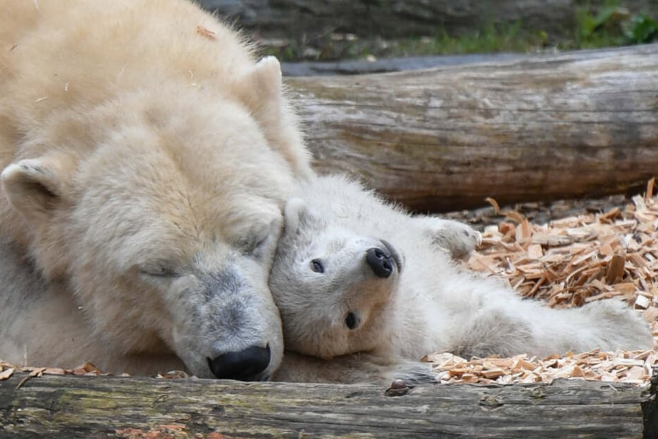 Am Dienstag findet im Berliner Tierpark die Taufe von Eisbärin Tonjas Nachwuchs statt.