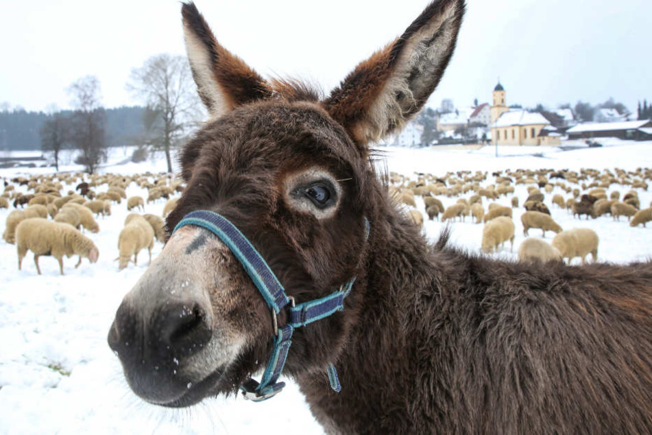 Ein Esel und eine Schafherde suchen vor der barocken Kirche St. Nikolaus in Göffingen auf einer mit Schnee bedeckten Wiese nach Futter. Noch ist der Fürhling nicht bei allen angekommen.