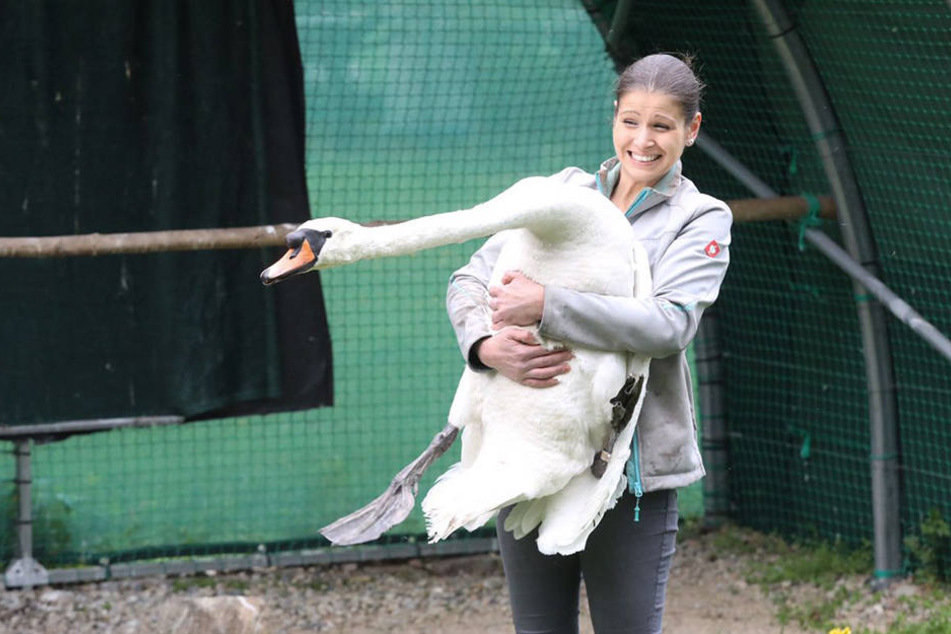 Saskia Keller hält den Ausreißer-Schwan fest.