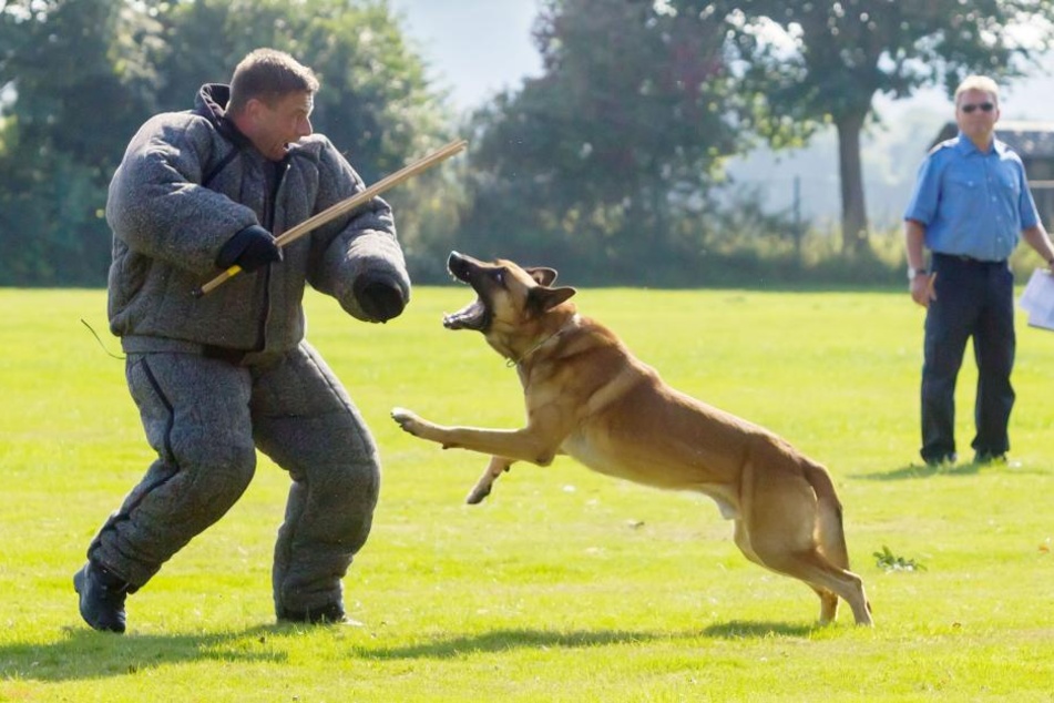Schäferhund "Cody" stellt einen Täter, gespielt von einem Polizisten.