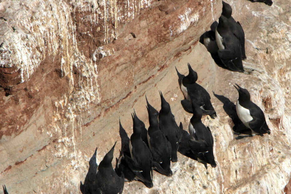 Die Trottellummen sind auch auf Helgoland zuhause.