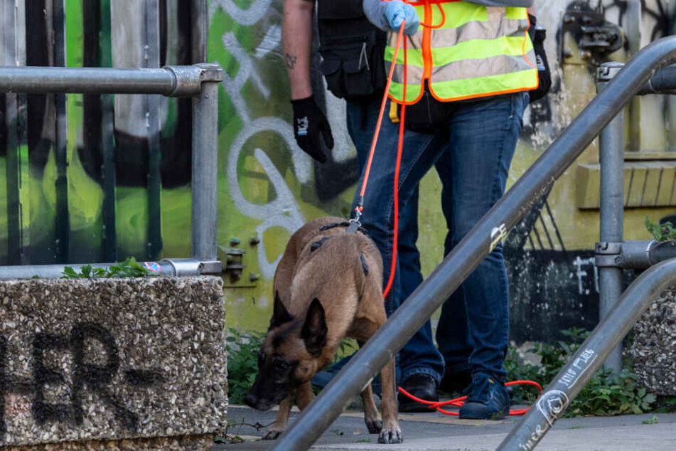 Ein Polizeihund ist bei einem Großeinsatz der Polizei gegen Drogendealer im Görlitzer Park unterwegs. (Symbolbild)