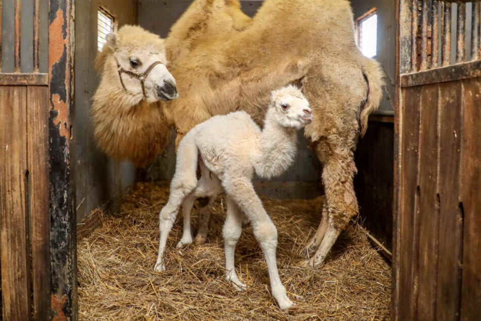 Das Kamel-Baby wurde mit seltenem weißen Fell auf die Welt gebracht. (Symbolfoto)