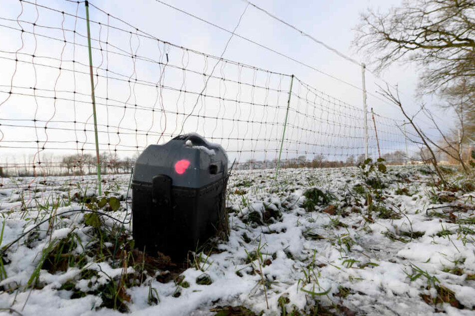 Nur ein elektrisch geladener Zaun soll Schafe auf der Weide vor Wolfsangriffen schützen können.