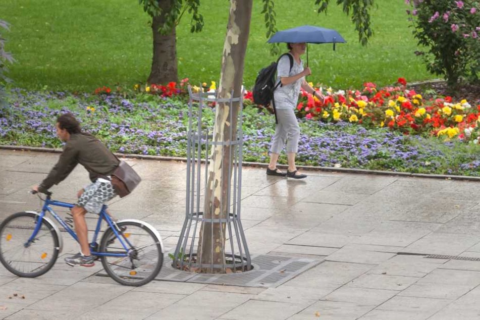 Bäume auf dem Stadlerplatz sollen nun auch Schutzgitter wie vorm Stadthallenpark erhalten.