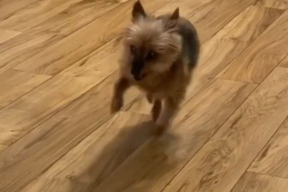 Plötzlich hinkte Chewie.