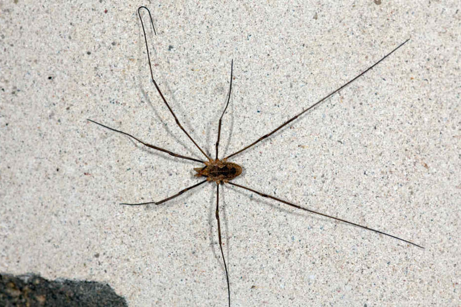 Besonders Spinnenphobiker kriegen panische Angst, wenn sie eine Spinne in der Wohnung entdecken. (Symbolbild)