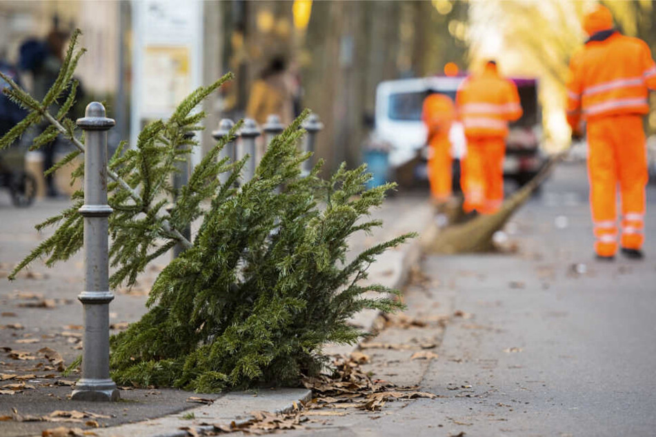 Gestern noch im Wohnzimmer landen die Weihnachtsbäume dieser Tage auf dem Müll.