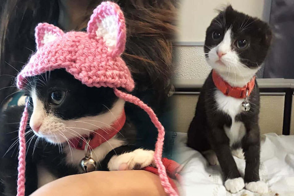 Ohne Ohren wurde die kleine Katze aufgenommen. Die Pflegefamilie kümmerte sich danach rührend um Karma.