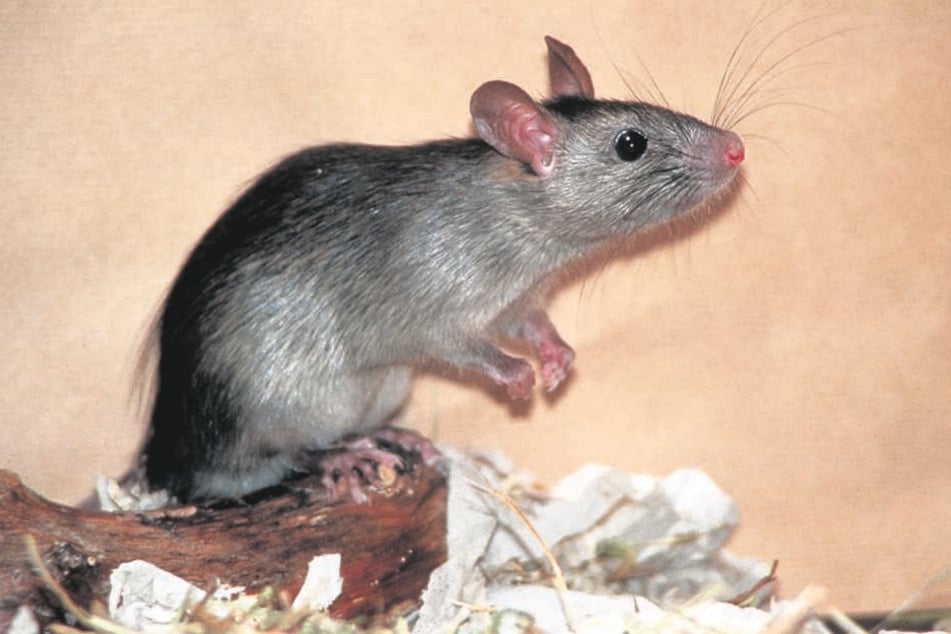 Ratten in der Dusche: Die Familie ekelt sich.