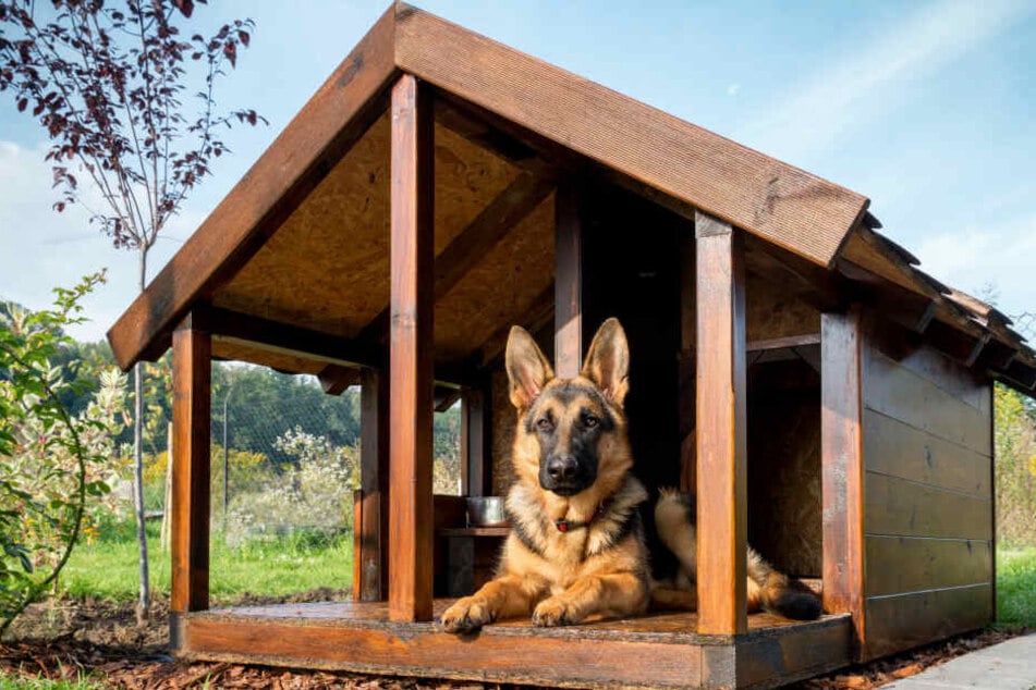 Hunde mit hohem Jagd- und Schutzinstinkt sind für Kinder eher ungeeignet.