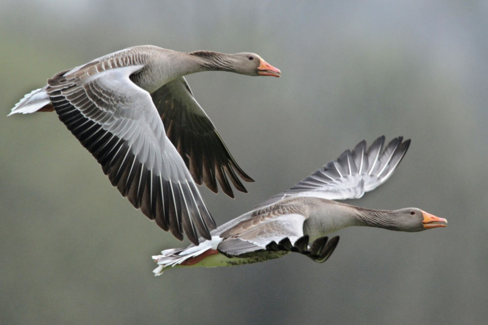 Wildgänse im Flug. (Symbolbild.)