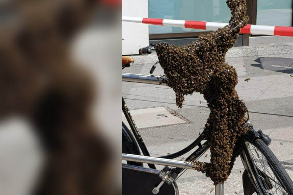 Ein Bienenvolk besiedelte ein Fahrrad in Charlottenburg.