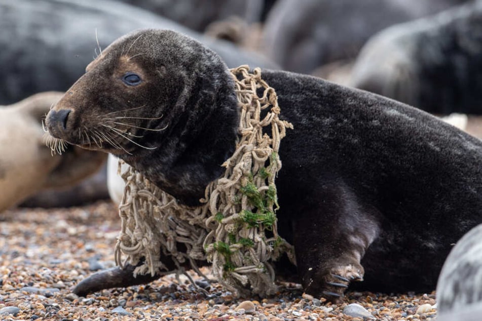 Eine Kegelrobbe hat sich am Strand von Horsey in einem Fischernetz verfangen. Nach Daten der britischen Royal Society for the Prevention of Cruelty to Animals (RSPCA) befindet sich die Zahl von plastikgeschädigten Robben auf einem neuen Höchststand.