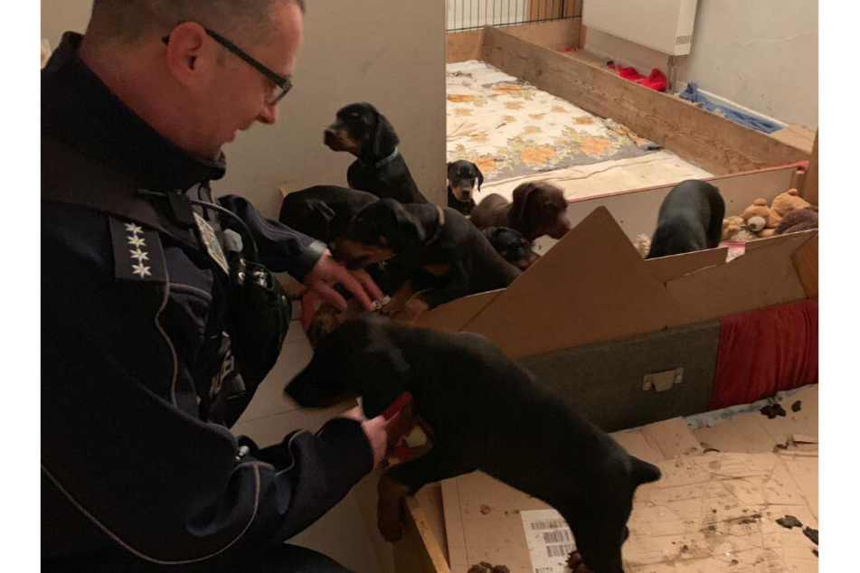 Ein Polizist kniet neben mehreren jungen Dobermännern, die teilweise oder komplett verstümmelt wurden.