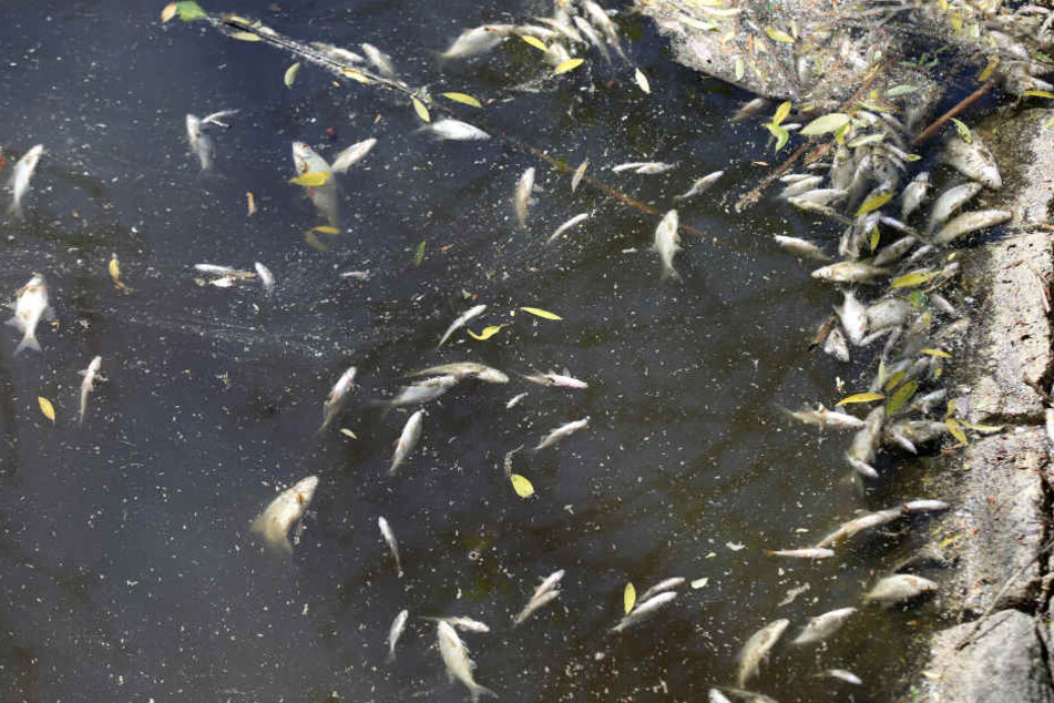 Die Fische können nicht mehr atmen und sterben. (Symbolbild)