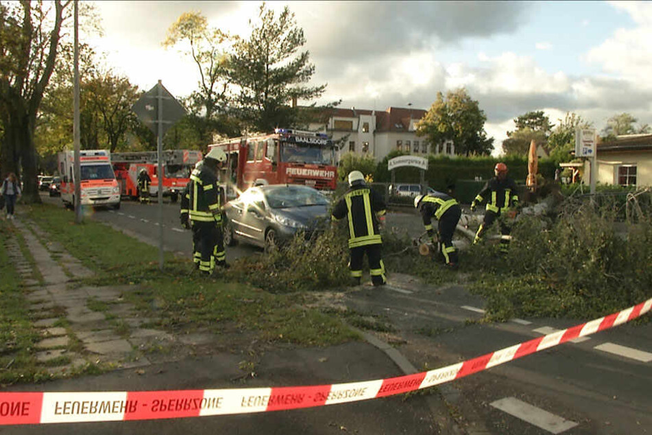 Die Feuerwehr zersägte das Ungetüm.