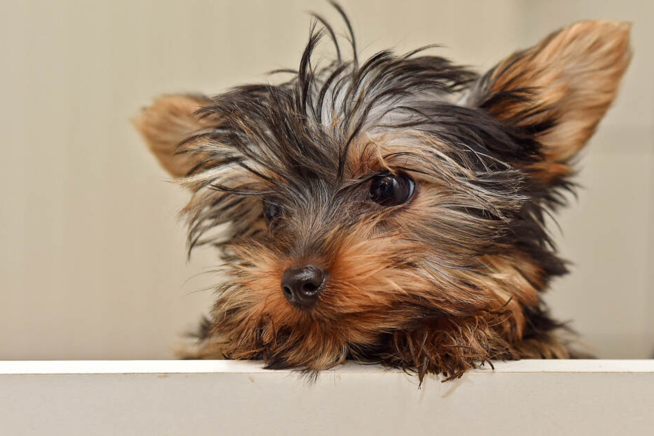 Wie genau der kleine Terrier zu Tode gekommen ist, ist noch unklar. Vermutlich waren die Tritte des Mannes tödlich.