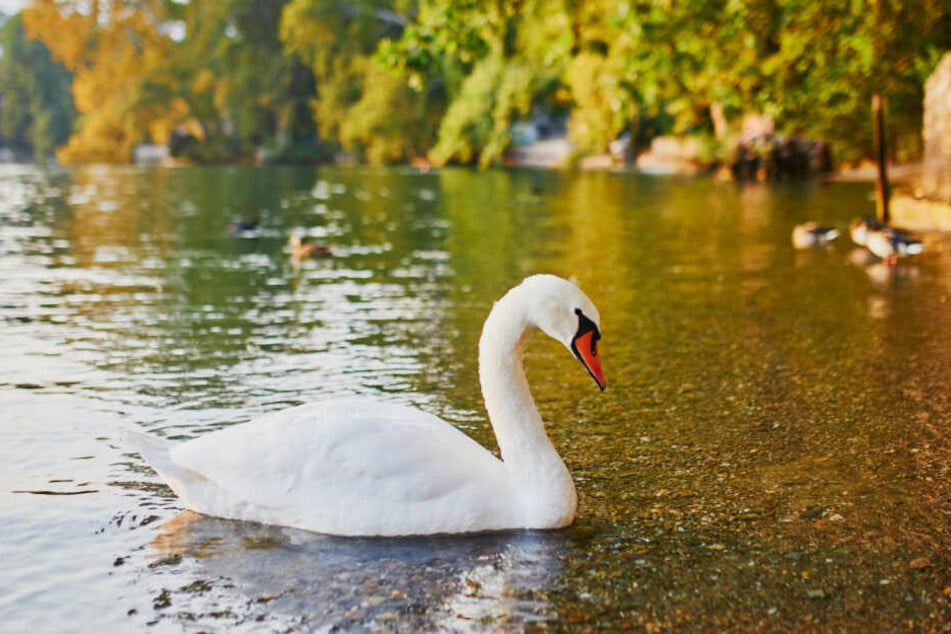 Hat Sebastian Preuss mit einem lebenden Schwan mehrmals auf sein Opfer eingeschlagen? (Symbolbild)
