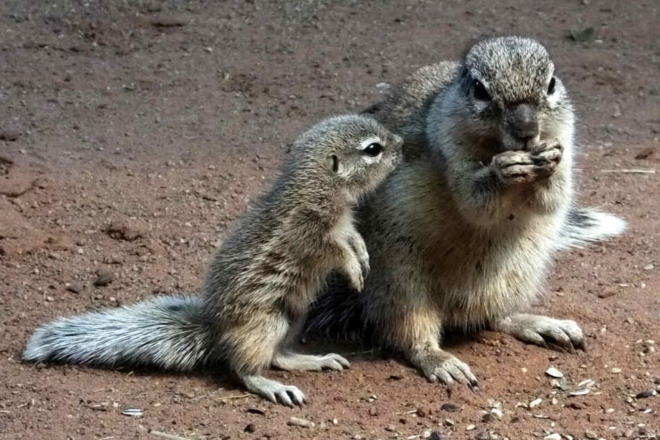 Die süßen Borstenhörnchen kann man endlich wieder in Erfurt bestaunen.