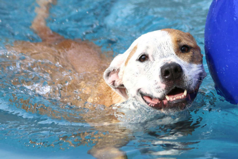 Zum ersten Mal findet im Freibad Maaraue ein Hundeschwimmtag statt. (Symbolbild)