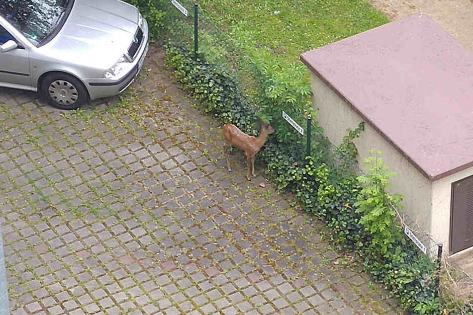 Das Reh wurde am Donnerstag von Mitarbeitern der TU Dresden entdeckt.