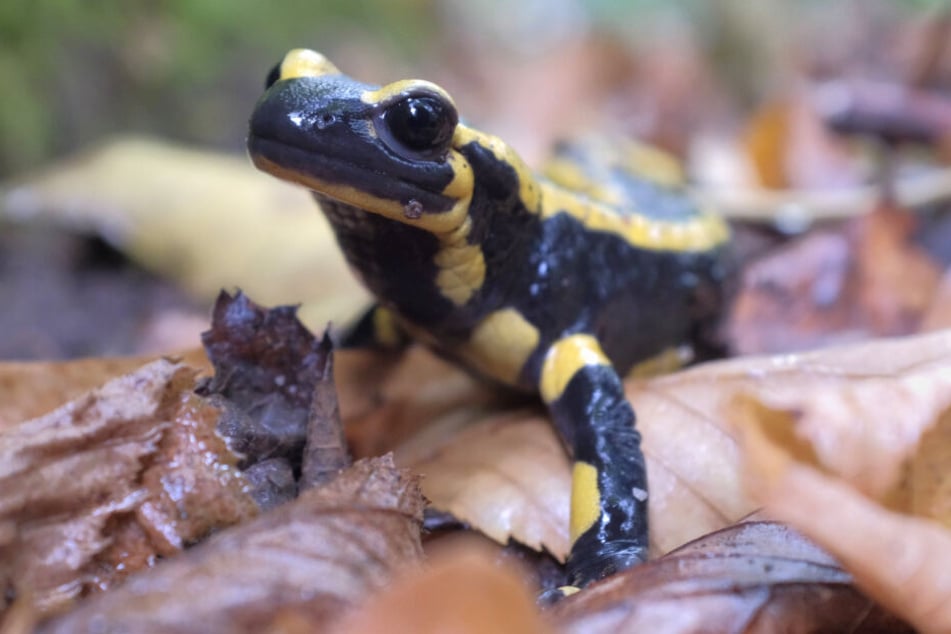 Feuersalamander sind schön anzusehen, aber sollten nicht angefasst werden.