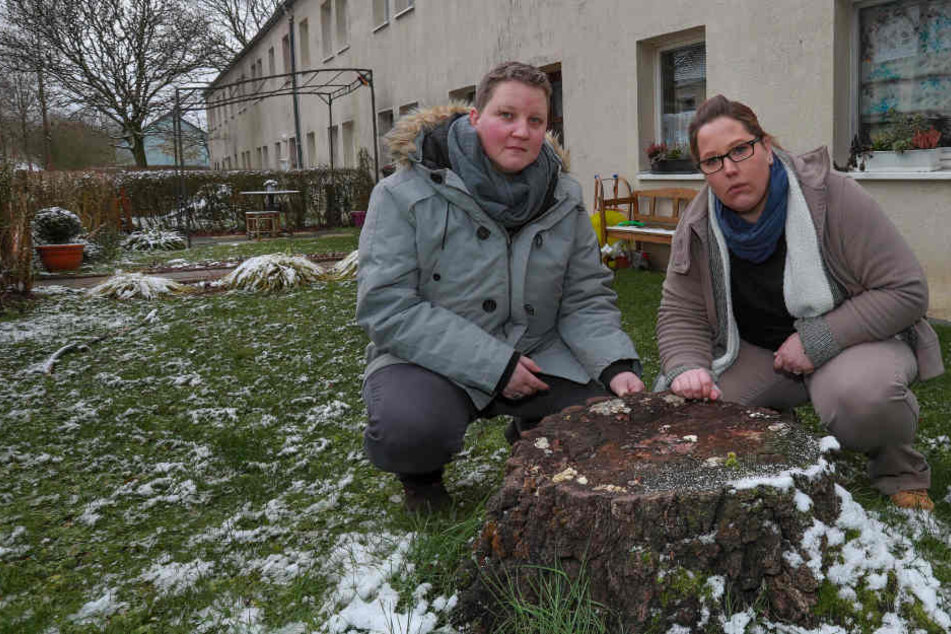 Bis auf den Baumstumpf blieb nicht viel von der Birke übrig.