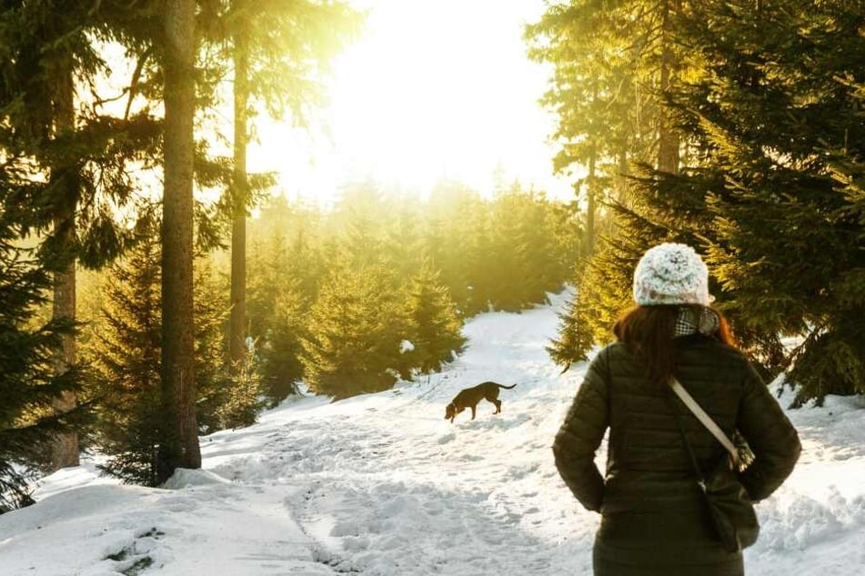 Hunde sollten im Winter stets in Bewegung bleiben, um nicht auszukühlen.