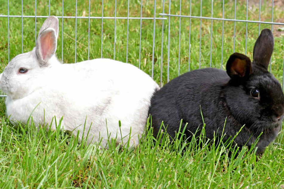Schwarz-Weiß im Doppelpack: Blacky und Bianca wollen am liebsten zusammenbleiben.