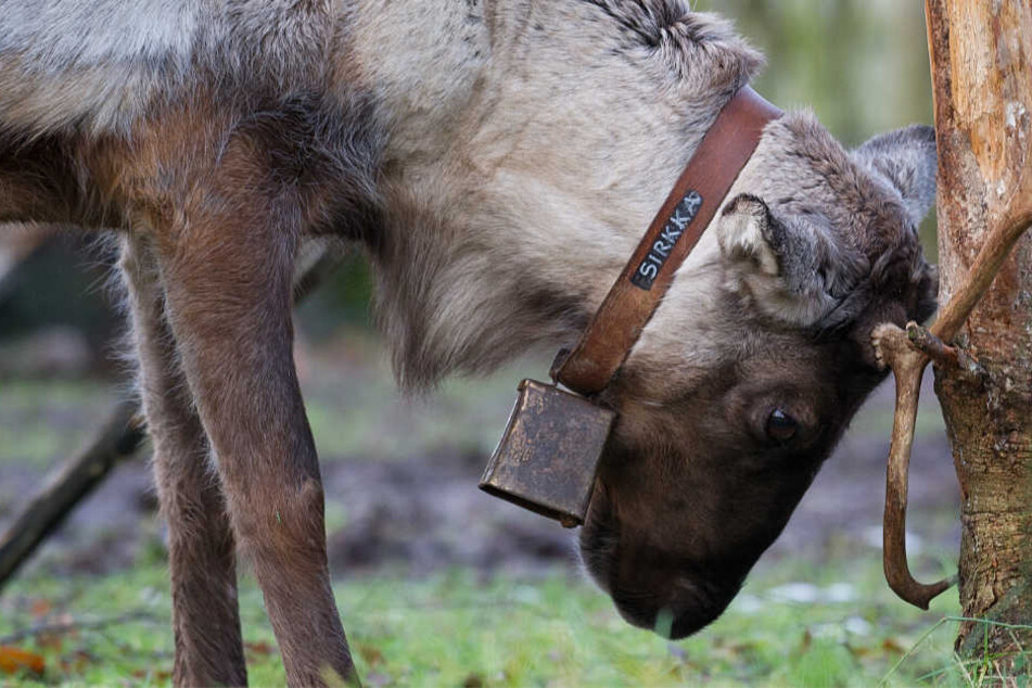 Ein Rentier reibt im Tierpark Sababurg sein Geweih an einem Baumstamm.