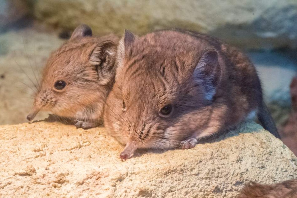 Nachwuchs im Zoo der Minis! Aue ist um zwei Kurzohrrüsselspringer reicher.