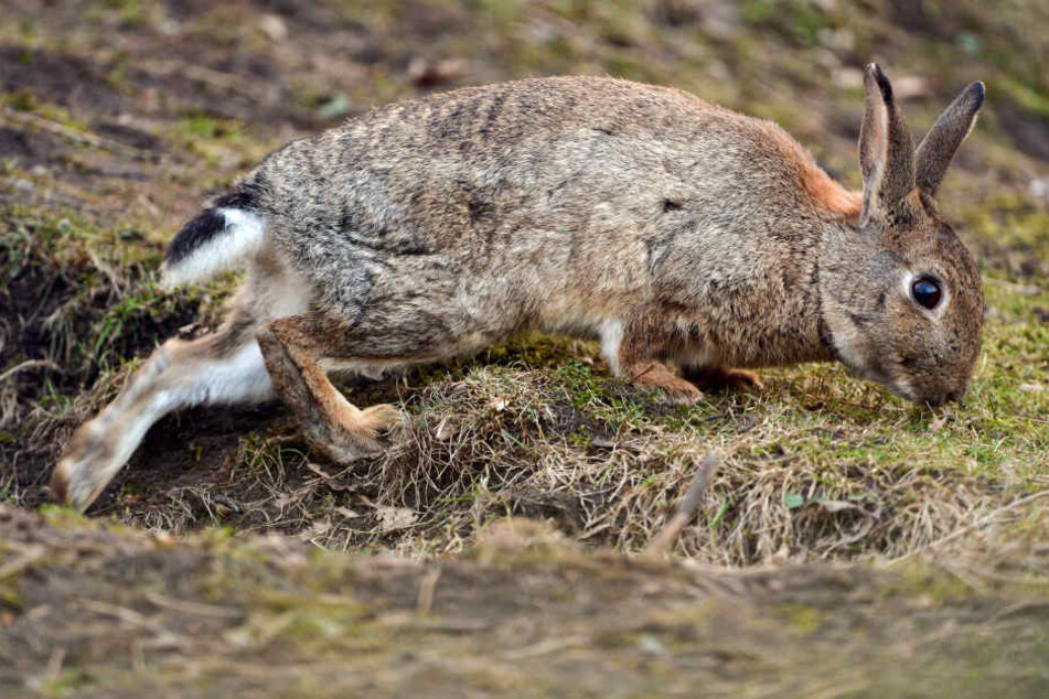 Von den Wildkaninchen im Holzhausenpark fehlt jede Spur.