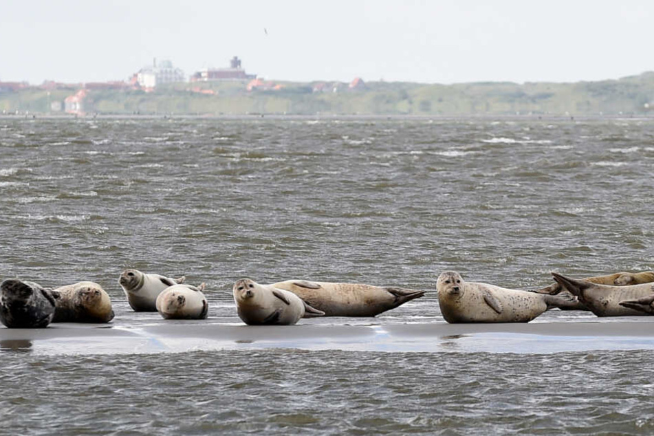 Auf einer Sandbank vor der ostfriesischen Insel Juist liegen mehrere Seehunde. (Archivbild)