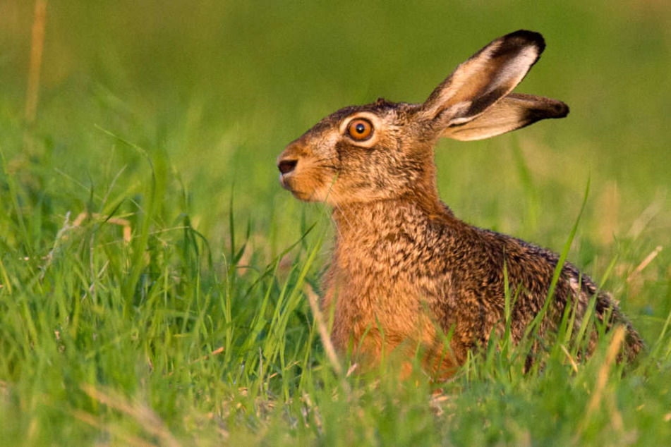 Veterinäre haben bei einem toten Feldhasen die sogenannte Hasenpest festgestellt. (Symbolfoto)