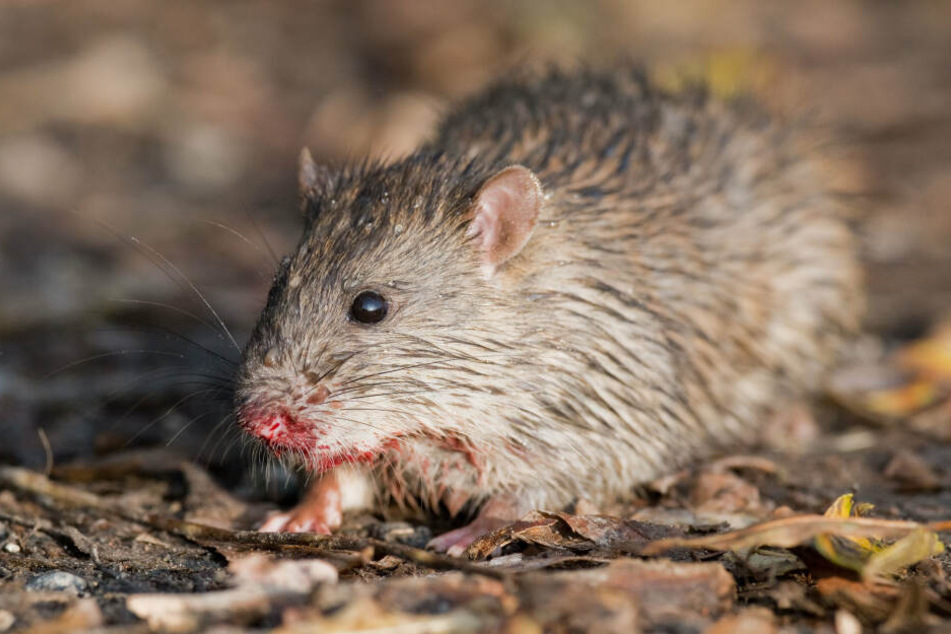 Auf dem Tresen des Dönerladens saß eine dicke Ratte.
